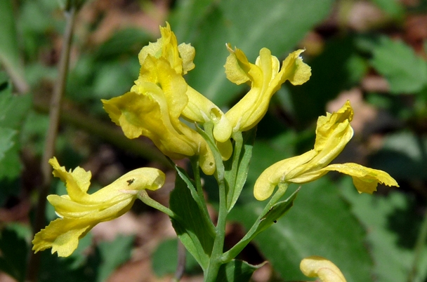 {Corydalis flavula}